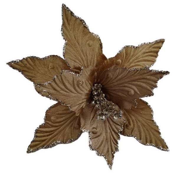 Χριστουγεννιάτικο Λουλούδι Αλεξανδρινό, Καραμελέ (25cm)